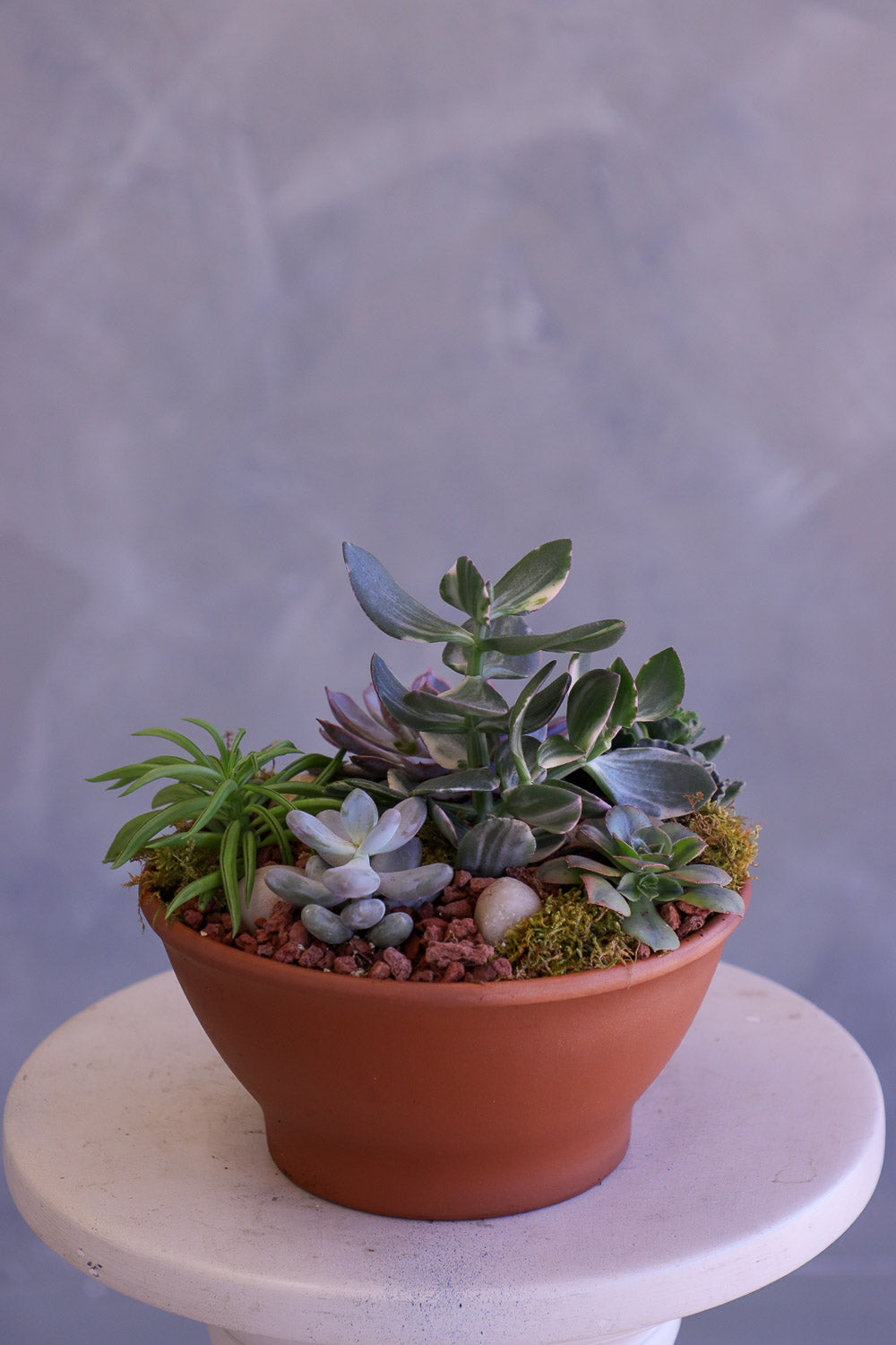 Desert Garden