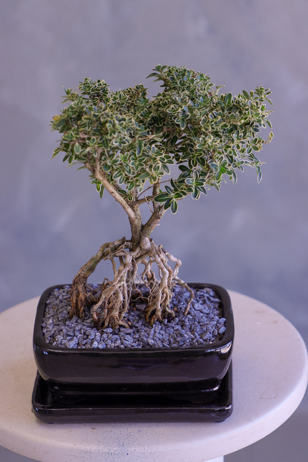 Bonsai tree in a pot on a white surface with a gray background