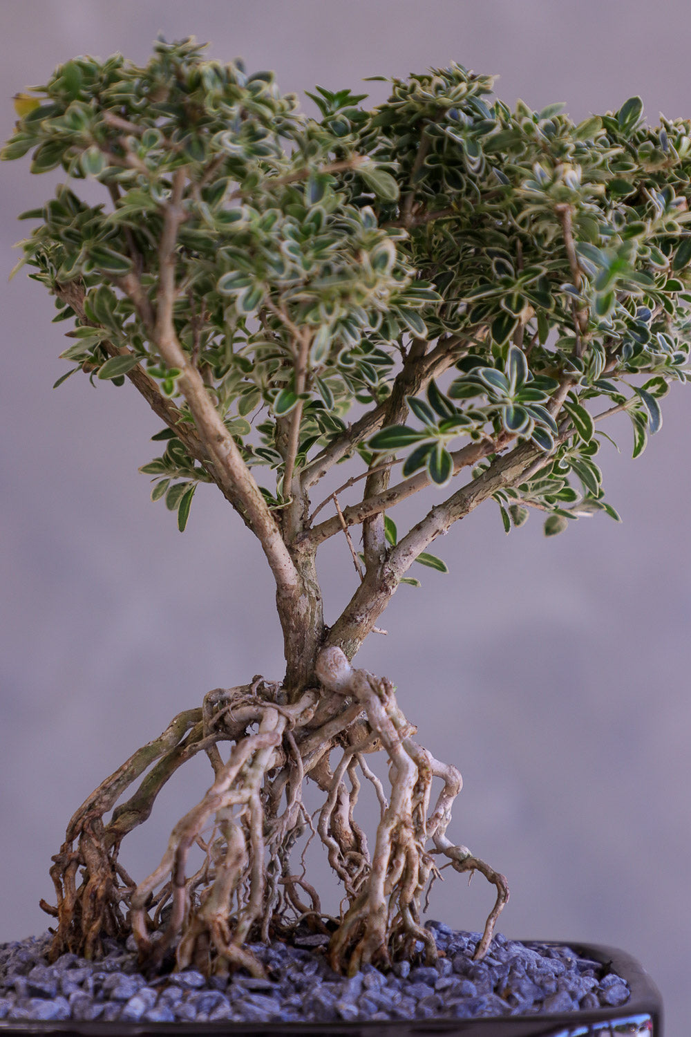 Bonsai tree with roots exposed on a gray background