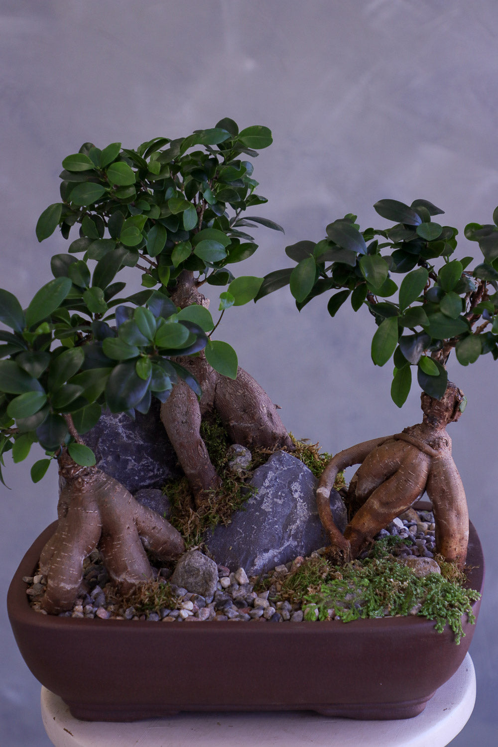 Bonsai tree with rocks on a neutral background