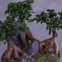 Bonsai tree with rocks on a neutral background