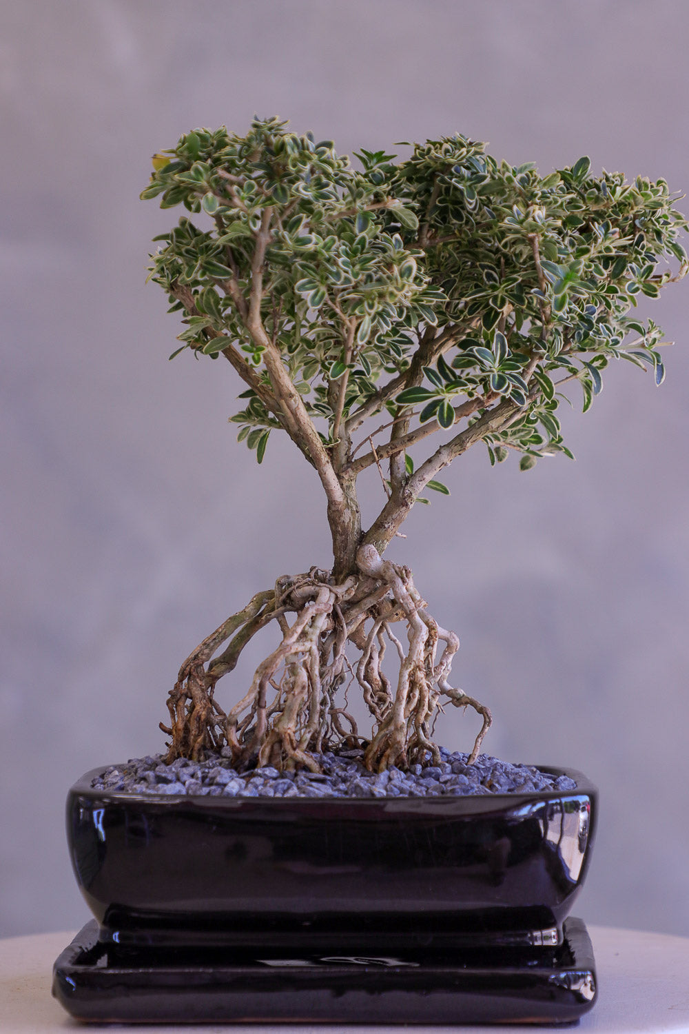 Bonsai tree with intricate root system in a pot on a neutral background