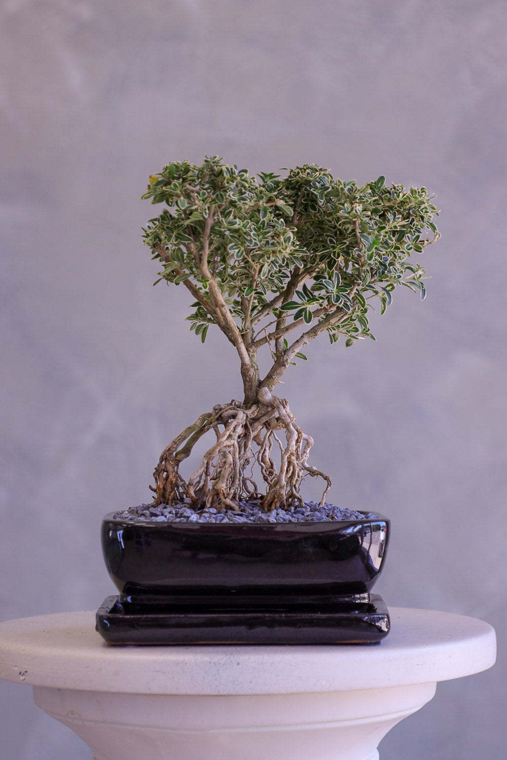 Bonsai tree in a pot on a white pedestal against a gray background