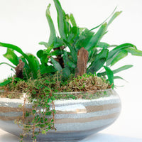 Exquisite Fern Arrangement