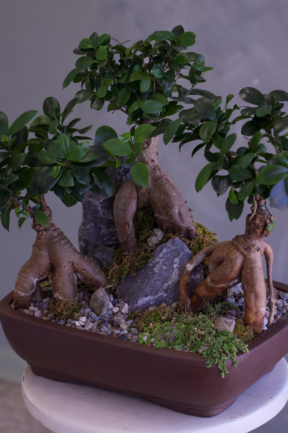 Bonsai tree in a pot with a natural rock 