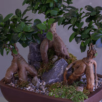 Bonsai tree in a pot with a natural rock 