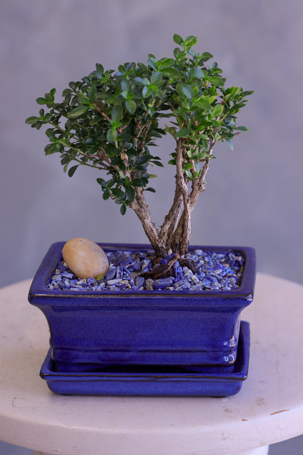 Bonsai tree in a blue pot on a white surface with a gray background