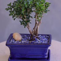 Bonsai tree in a blue pot on a white surface with a gray background