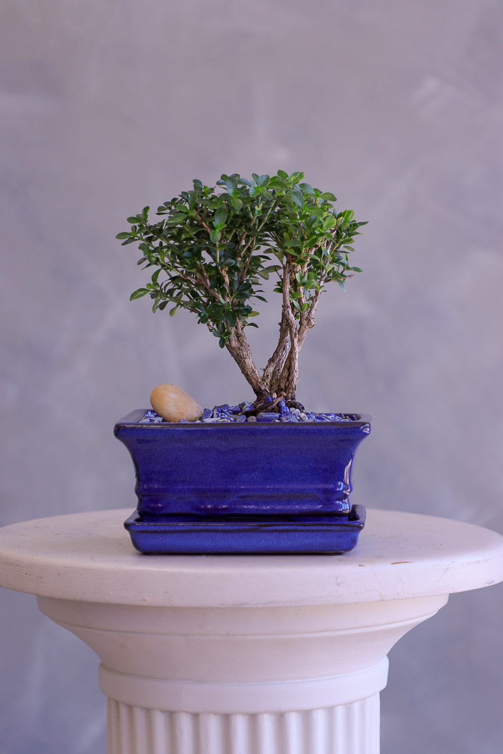 Bonsai tree in a blue pot on a white pedestal with a gray background
