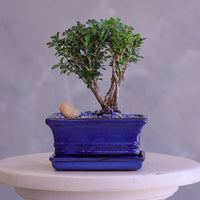 Bonsai tree in a blue pot on a white pedestal with a gray background