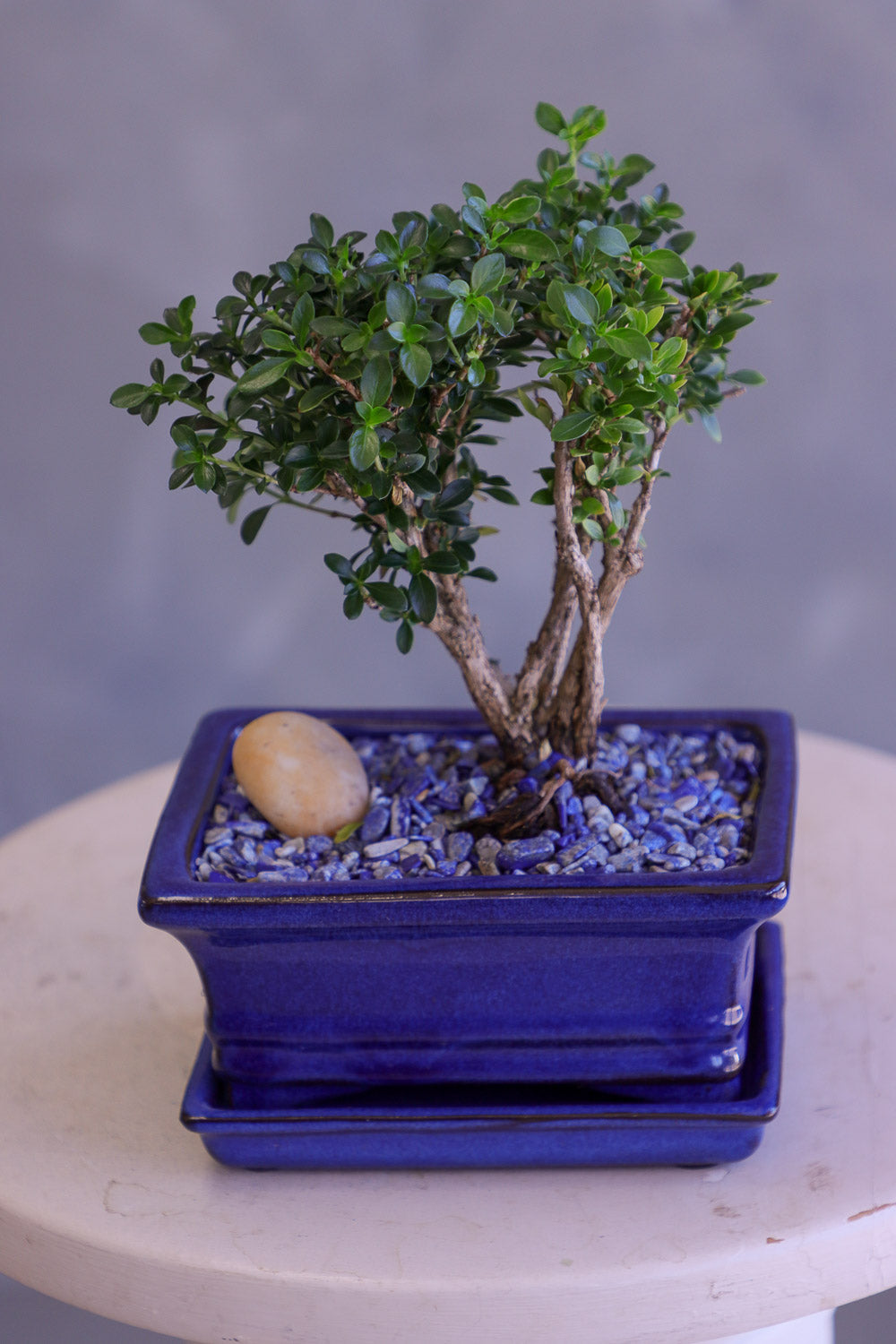 Bonsai tree in a blue pot on a neutral background