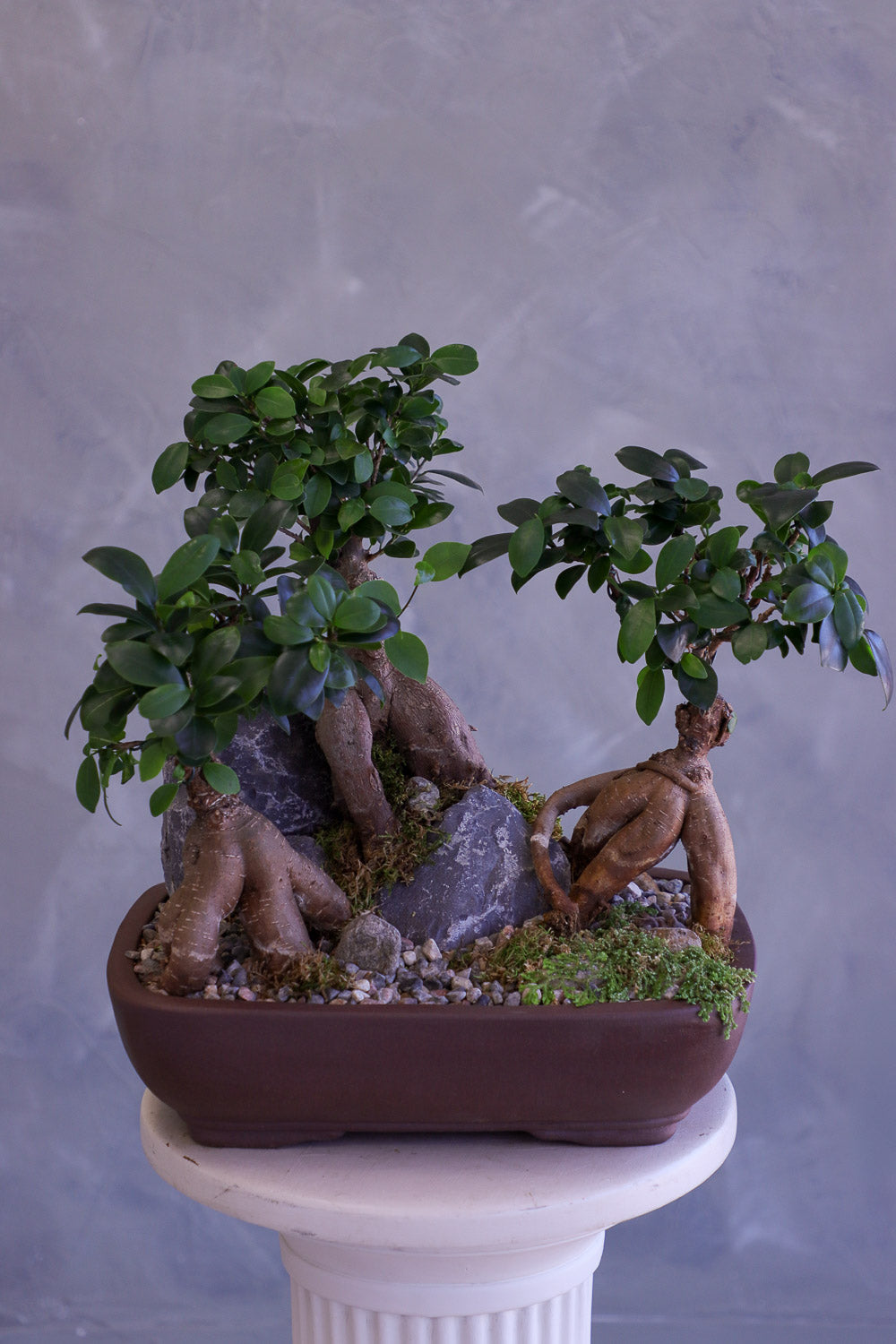 Bonsai tree in a pot on a pedestal against a gray background