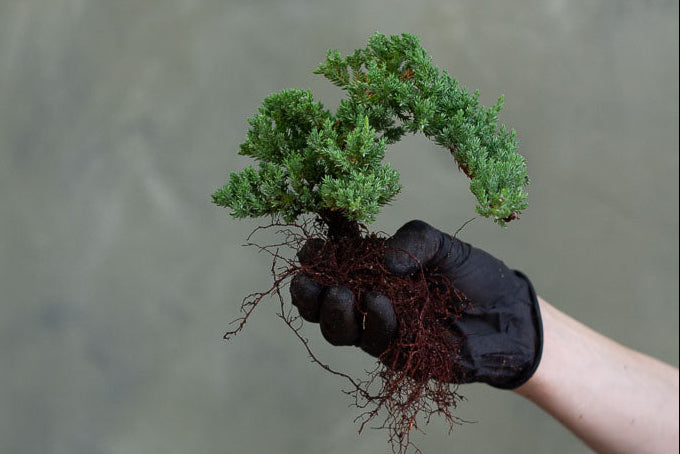 Private Class with Bonsai Guru
