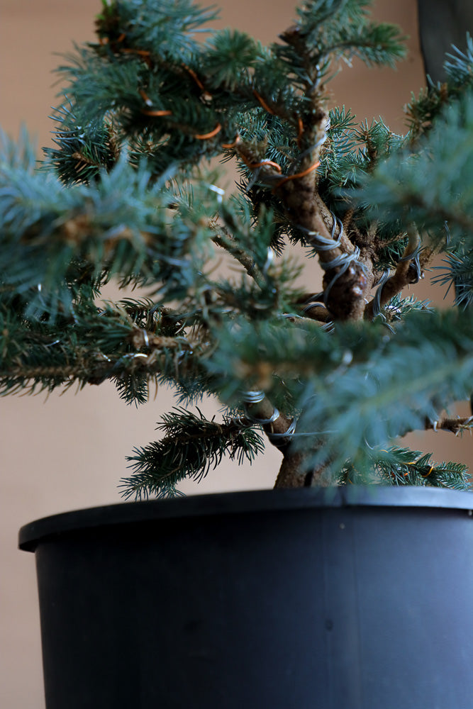 Picea Pungens, Glauca "Globosa", Colorado Spruce, Pre-Bonsai, Styled, Bonsai, Spruce