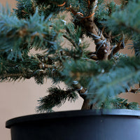 Picea Pungens, Glauca "Globosa", Colorado Spruce, Pre-Bonsai, Styled, Bonsai, Spruce