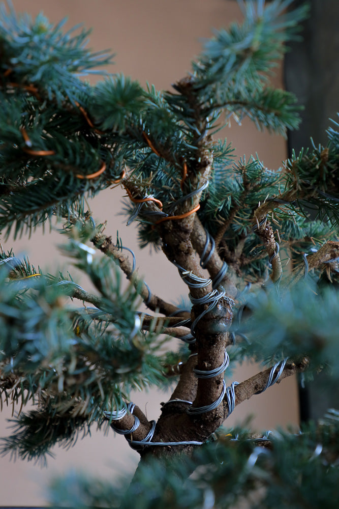 Picea Pungens, Glauca "Globosa", Colorado Spruce, Pre-Bonsai, Styled, Bonsai, Spruce