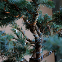 Picea Pungens, Glauca "Globosa", Colorado Spruce, Pre-Bonsai, Styled, Bonsai, Spruce