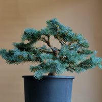 Picea Pungens, Glauca "Globosa", Colorado Spruce, Pre-Bonsai, Styled, Bonsai, Spruce