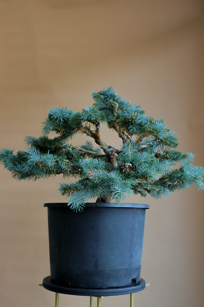 Picea Pungens, Glauca "Globosa", Colorado Spruce, Pre-Bonsai, Styled, Bonsai, Spruce