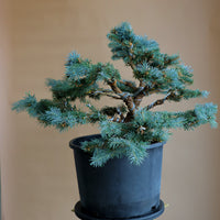 Picea Pungens, Glauca "Globosa", Colorado Spruce, Pre-Bonsai, Styled, Bonsai, Spruce