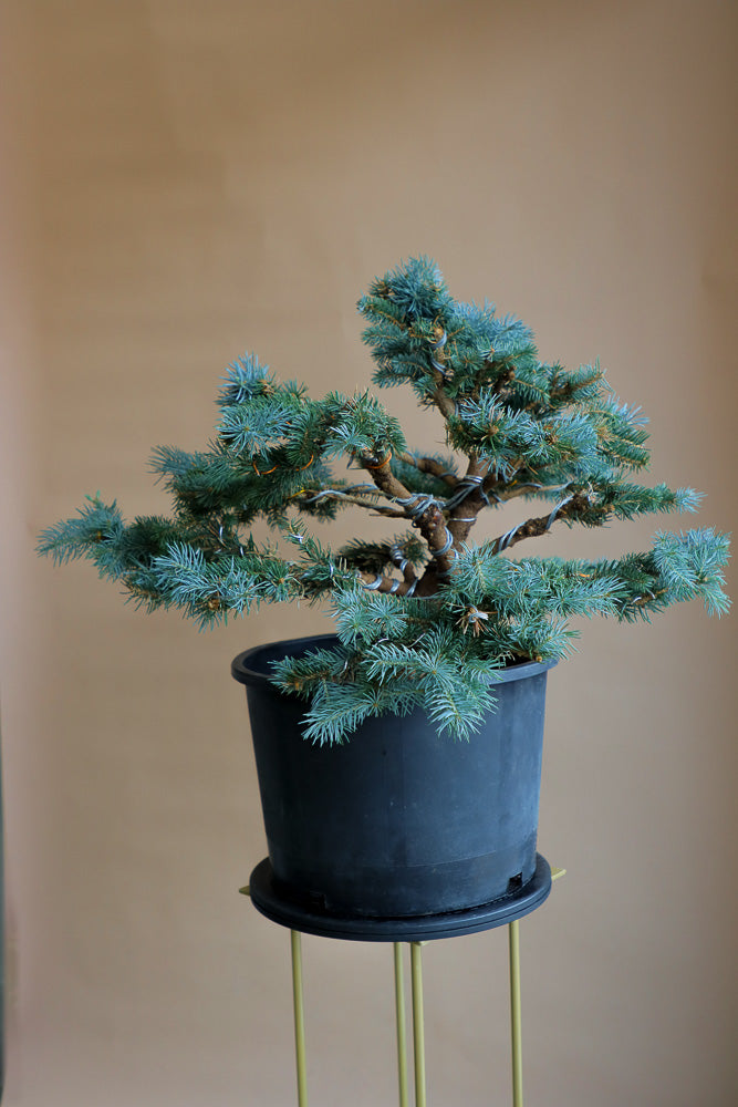 Picea Pungens, Glauca "Globosa", Colorado Spruce, Pre-Bonsai, Styled, Bonsai, Spruce