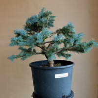 Picea Pungens, Glauca "Globosa", Colorado Spruce, Pre-Bonsai, Styled, Bonsai, Spruce