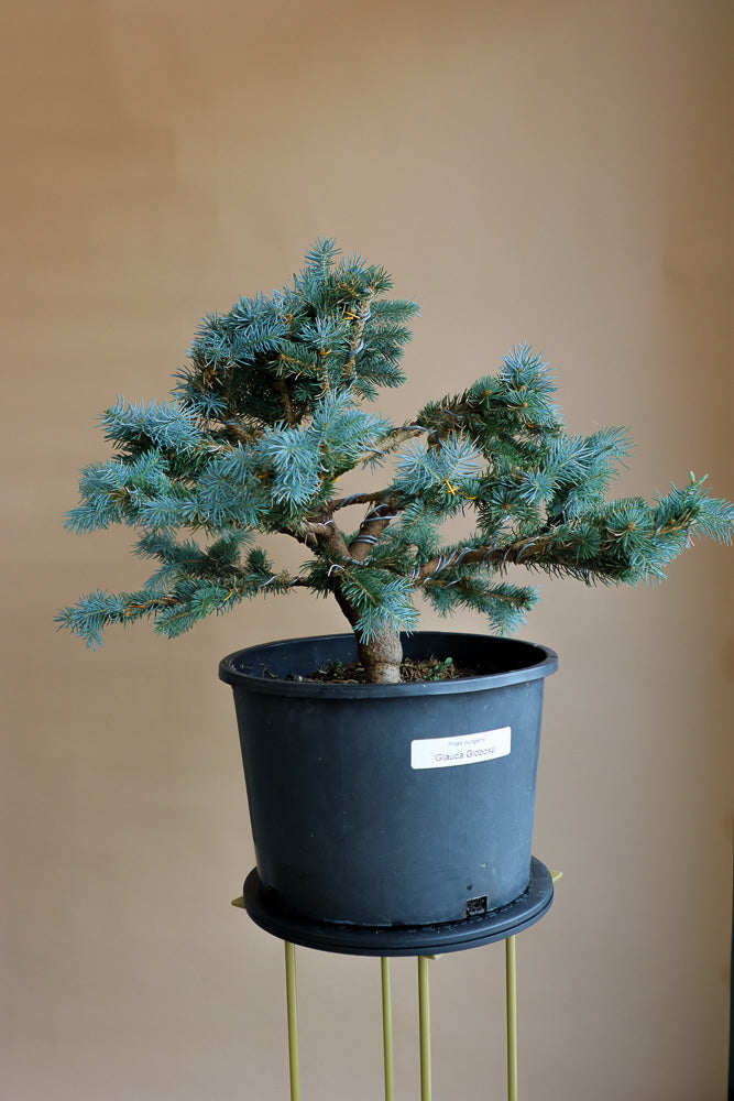 Picea Pungens, Glauca "Globosa", Colorado Spruce, Pre-Bonsai, Styled, Bonsai, Spruce