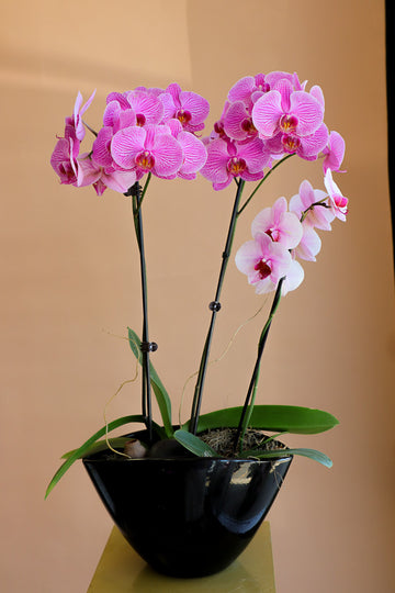 Orchid, Orchids, Potted Orchid, Orchid Duo, Styled Orchids, Purple Orchid, Yellow Orchid, White Orchid, Pink Orchid, Orchid in Ottawa,