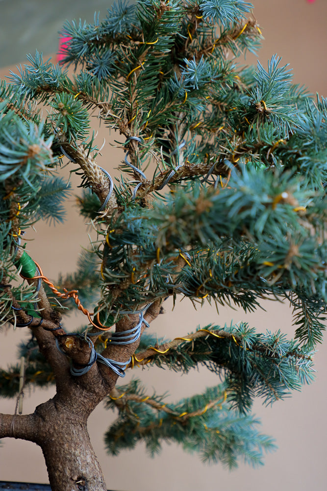 Picea Pungens, Glauca "Globosa", Colorado Spruce, Pre-Bonsai, Styled, Bonsai, Spruce