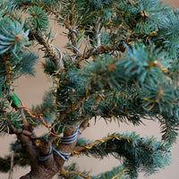 Picea Pungens, Glauca "Globosa", Colorado Spruce, Pre-Bonsai, Styled, Bonsai, Spruce