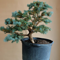 Picea Pungens, Glauca "Globosa", Colorado Spruce, Pre-Bonsai, Styled, Bonsai, Spruce