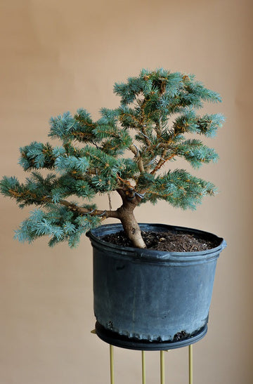 Picea Pungens, Glauca "Globosa", Colorado Spruce, Pre-Bonsai, Styled, Bonsai, Spruce