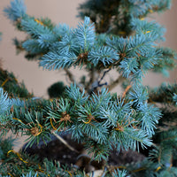 Picea Pungens, Glauca "Globosa", Colorado Spruce, Pre-Bonsai, Styled, Bonsai, Spruce