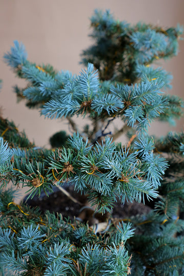 Picea Pungens, Glauca "Globosa", Colorado Spruce, Pre-Bonsai, Styled, Bonsai, Spruce