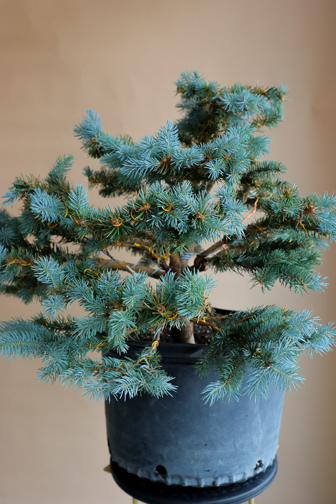 Picea Pungens, Glauca "Globosa", Colorado Spruce, Pre-Bonsai, Styled, Bonsai, Spruce