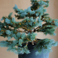 Picea Pungens, Glauca "Globosa", Colorado Spruce, Pre-Bonsai, Styled, Bonsai, Spruce