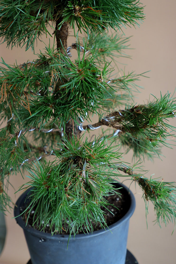 Pinus Sylvestris 'Green Penguin', Scots Pine, Pre-Bonsai, Bonsai, Styled, Pine