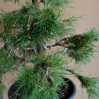 Pinus Sylvestris 'Green Penguin', Scots Pine, Pre-Bonsai, Bonsai, Styled, Pine