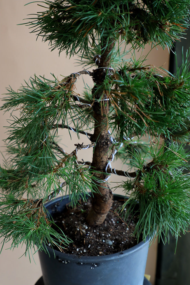 Pinus Sylvestris 'Green Penguin', Scots Pine, Pre-Bonsai, Bonsai, Styled, Pine