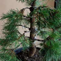 Pinus Sylvestris 'Green Penguin', Scots Pine, Pre-Bonsai, Bonsai, Styled, Pine