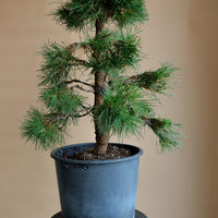 Pinus Sylvestris 'Green Penguin', Scots Pine, Pre-Bonsai, Bonsai, Styled, Pine