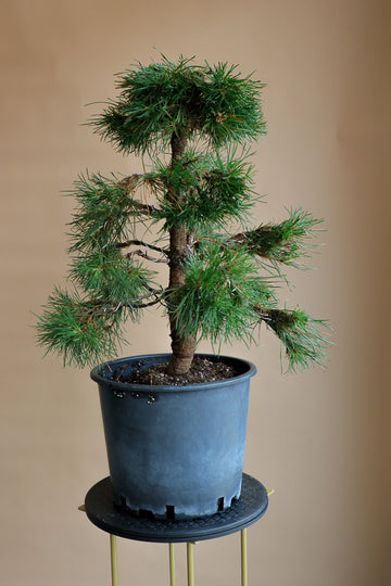 Pinus Sylvestris 'Green Penguin', Scots Pine, Pre-Bonsai, Bonsai, Styled, Pine