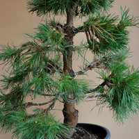 Pinus Sylvestris 'Green Penguin', Scots Pine, Pre-Bonsai, Bonsai, Styled, Pine