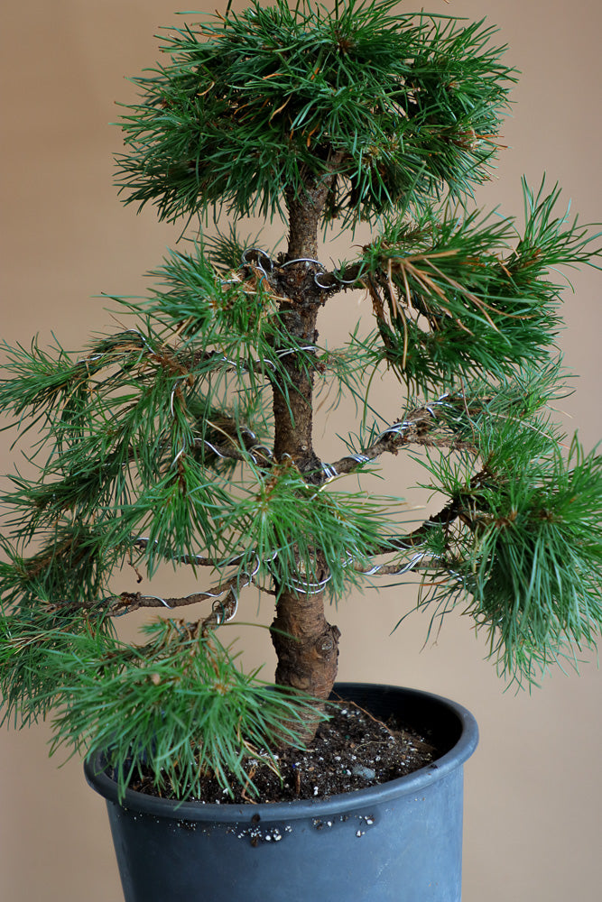 Pinus Sylvestris 'Green Penguin', Scots Pine, Pre-Bonsai, Bonsai, Styled, Pine