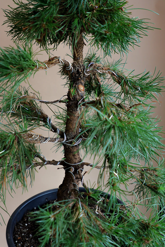 Pinus Sylvestris 'Green Penguin', Scots Pine, Pre-Bonsai, Bonsai, Styled, Pine