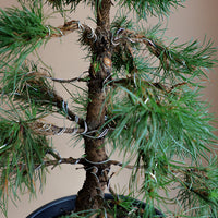 Pinus Sylvestris 'Green Penguin', Scots Pine, Pre-Bonsai, Bonsai, Styled, Pine