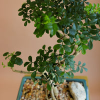 Chinese Pepper Tree | Zanthoxylum Fagara