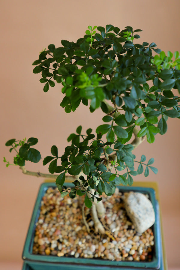 Chinese Pepper Tree | Zanthoxylum Fagara