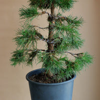 Pinus Sylvestris 'Green Penguin', Scots Pine, Pre-Bonsai, Bonsai, Styled, Pine