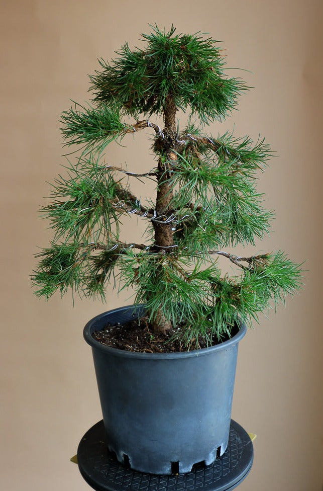 Pinus Sylvestris 'Green Penguin', Scots Pine, Pre-Bonsai, Bonsai, Styled, Pine